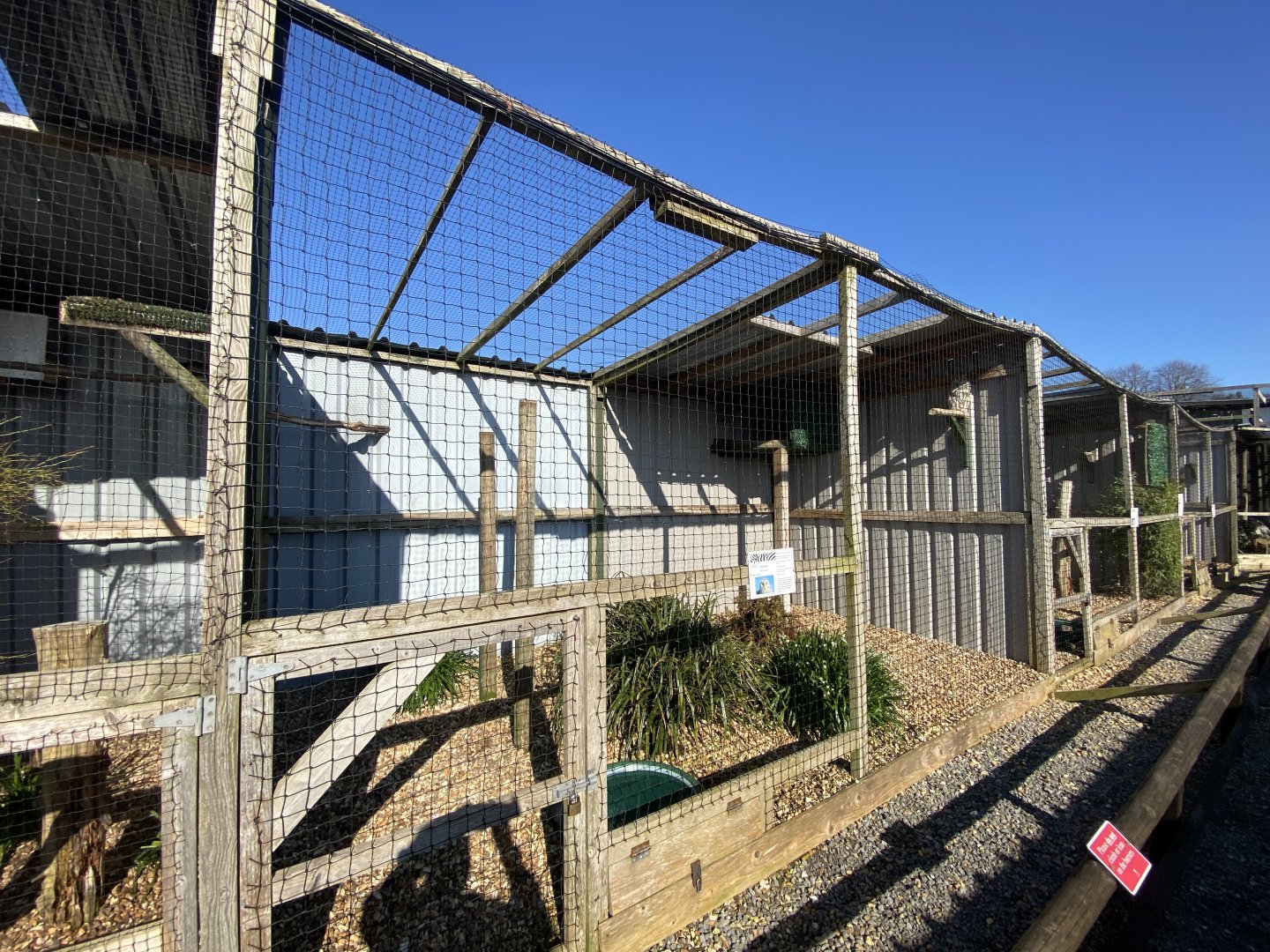 Ural owl aviary 020325