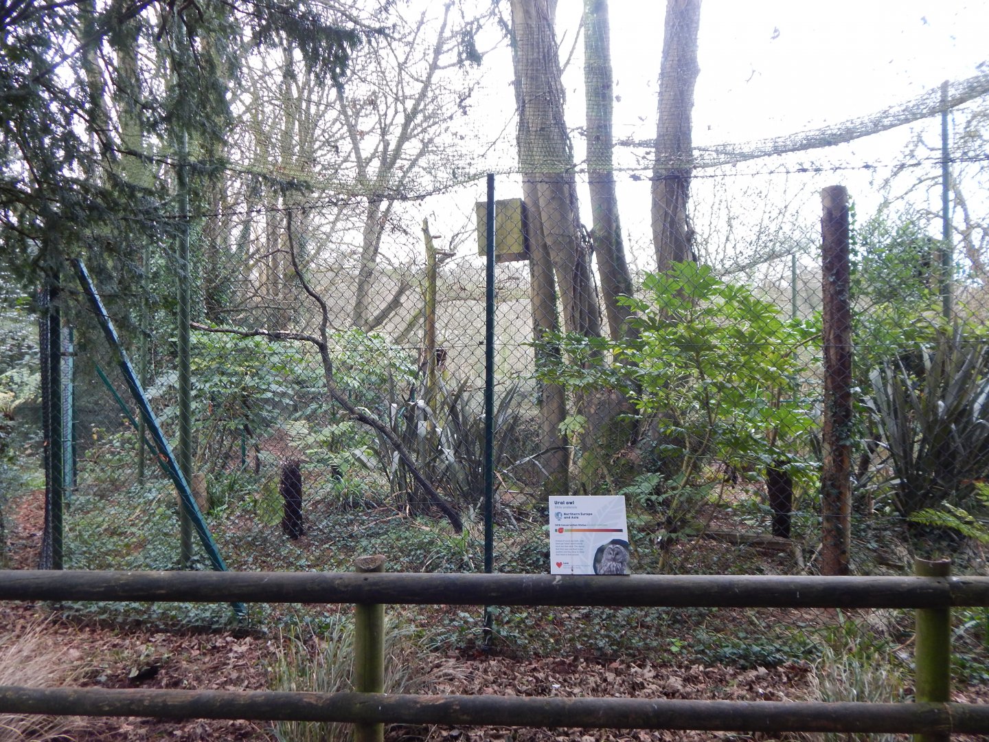 Ural owl aviary 050224