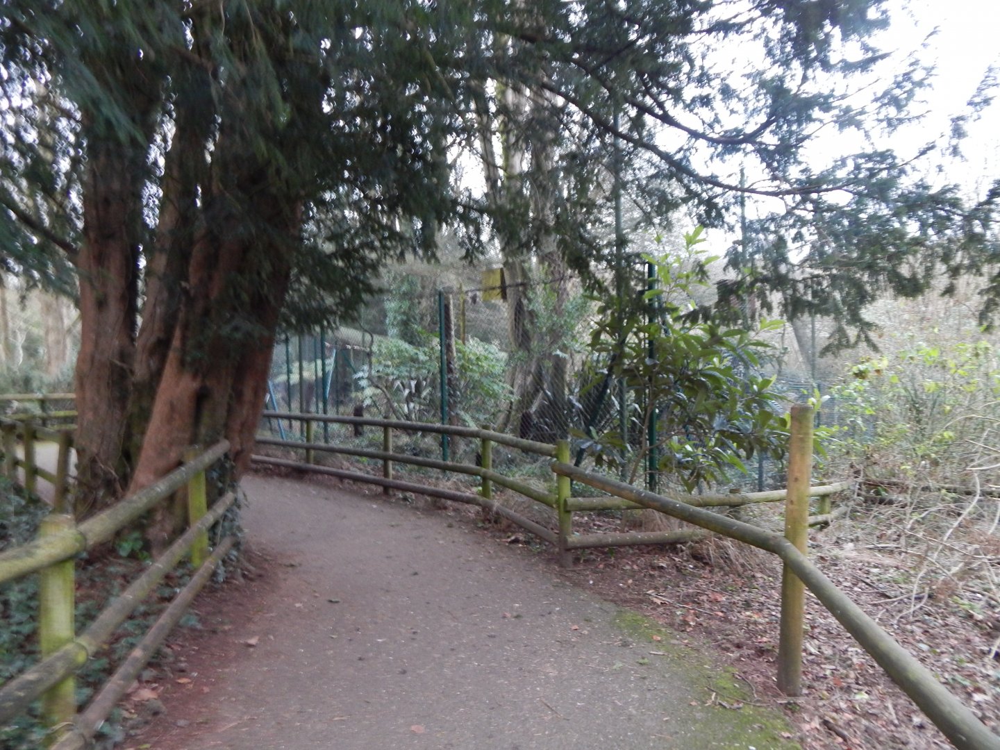 Ural owl aviary 050224