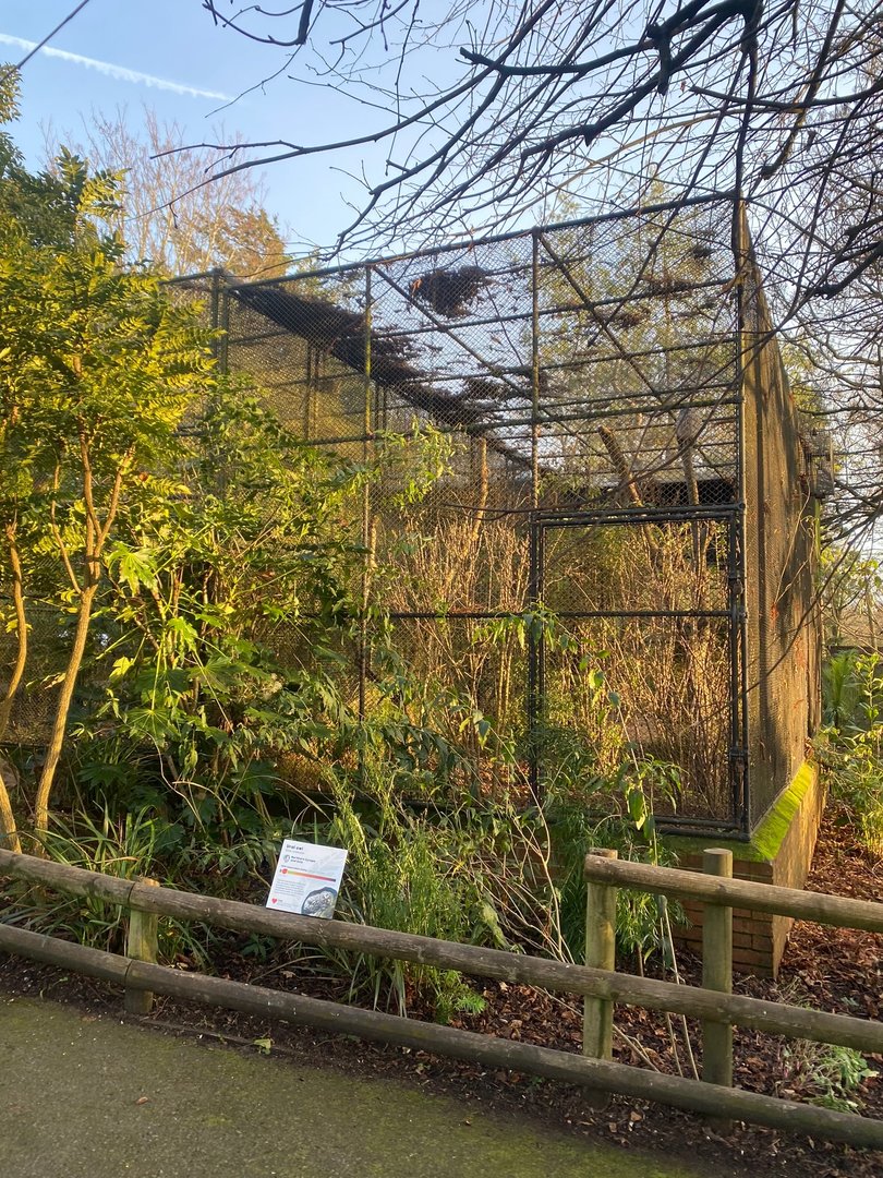 Ural owl aviary 161222