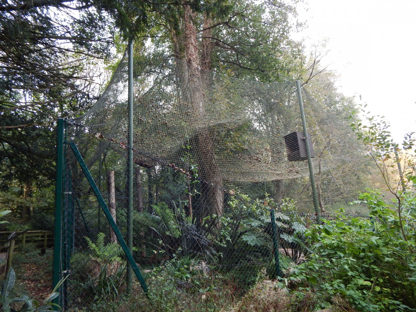 Ural owl aviary 181020