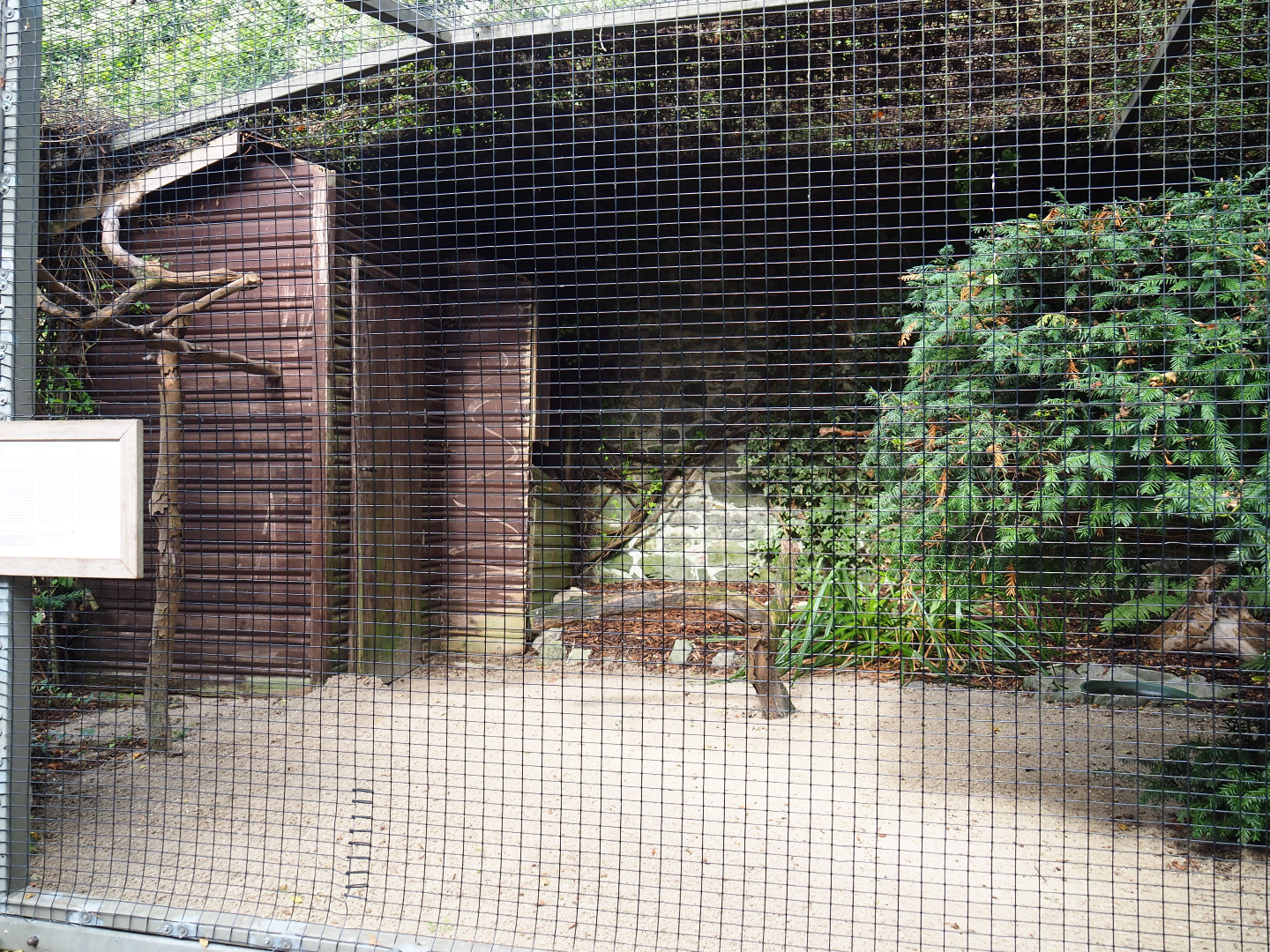 Ural owl aviary, 2019-10-05