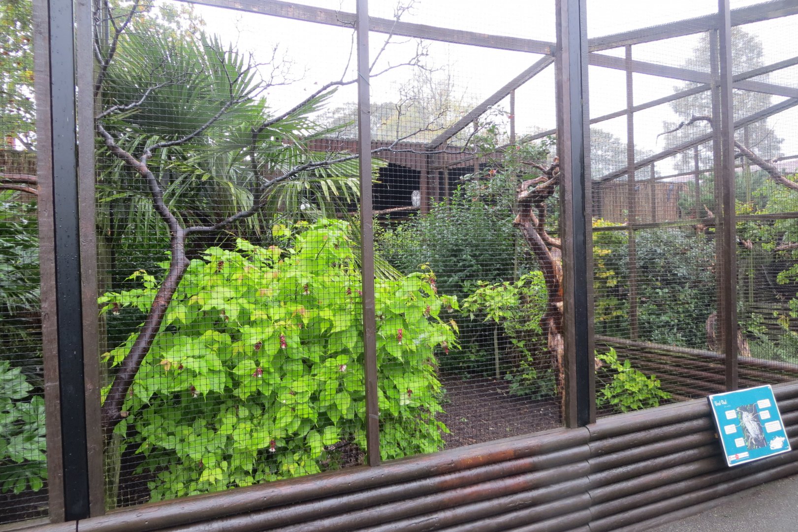 Ural owl aviary 261019