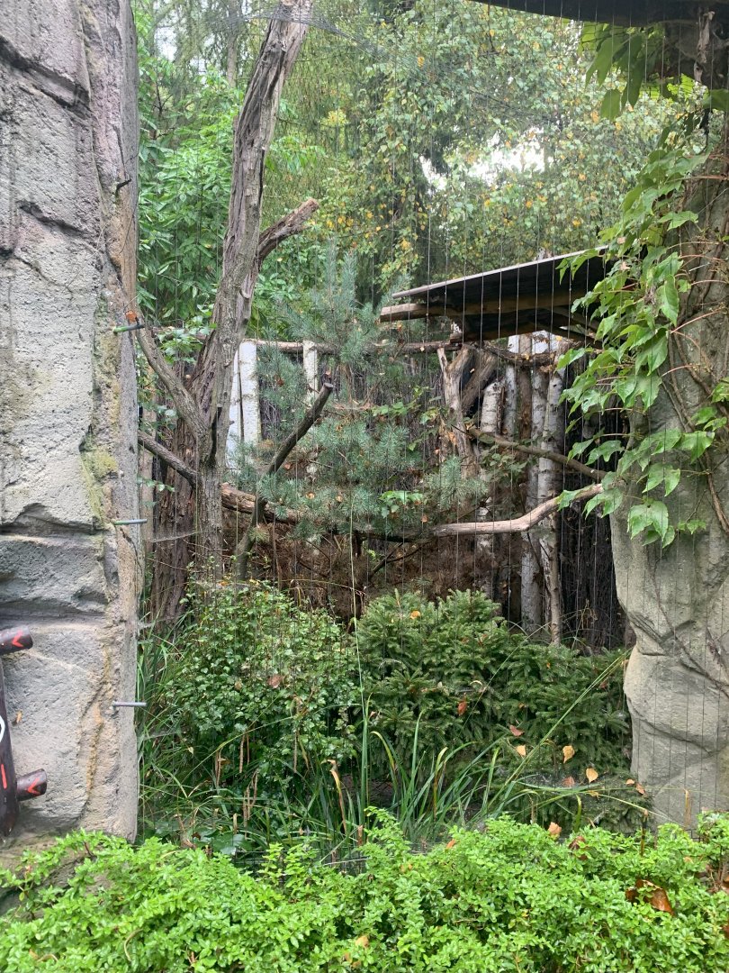 Ural Owl aviary - Taiga