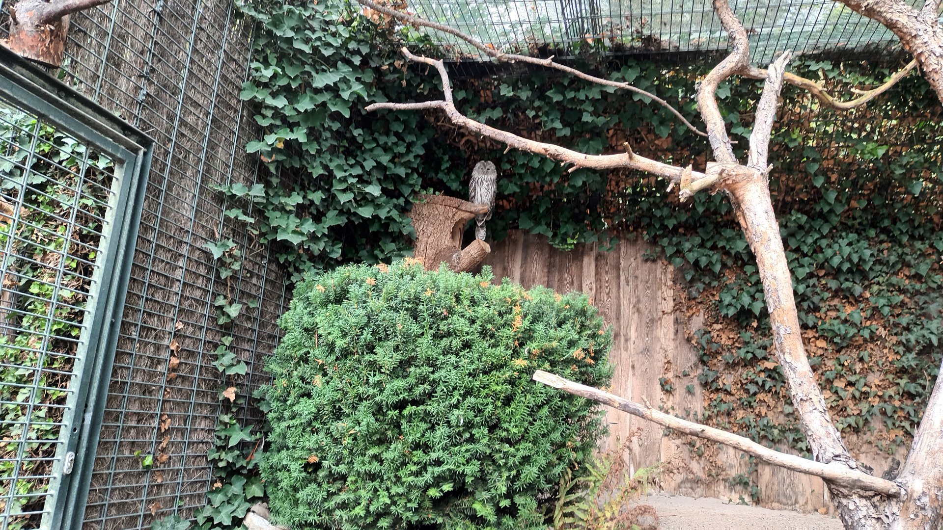 Ural Owl Aviary