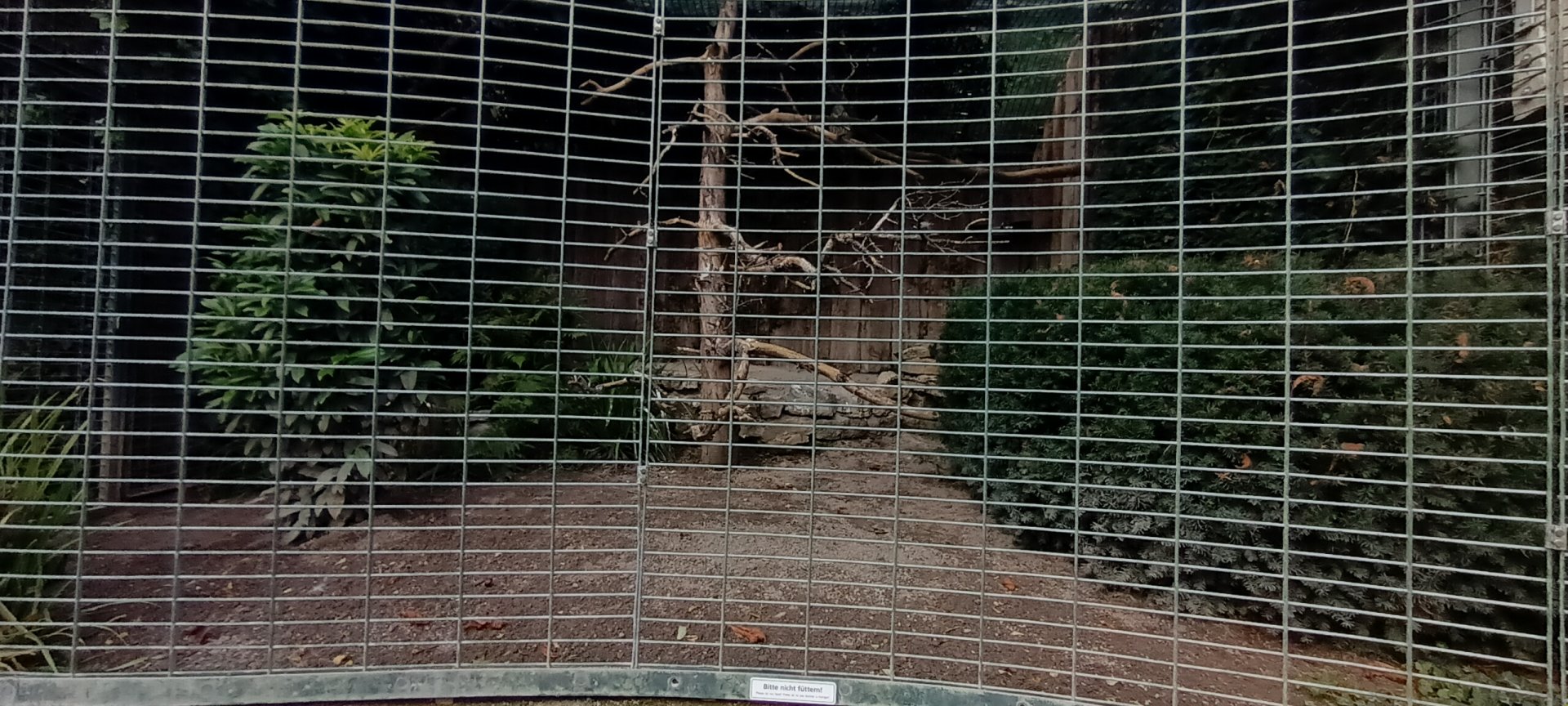Ural Owl Aviary