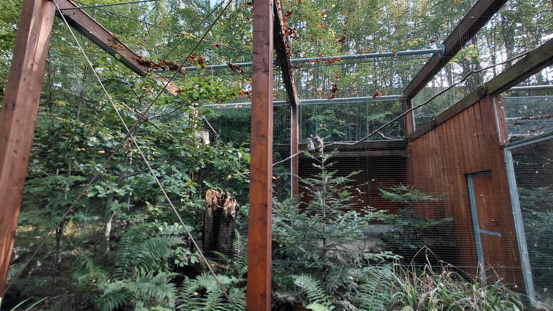 Ural owl aviary