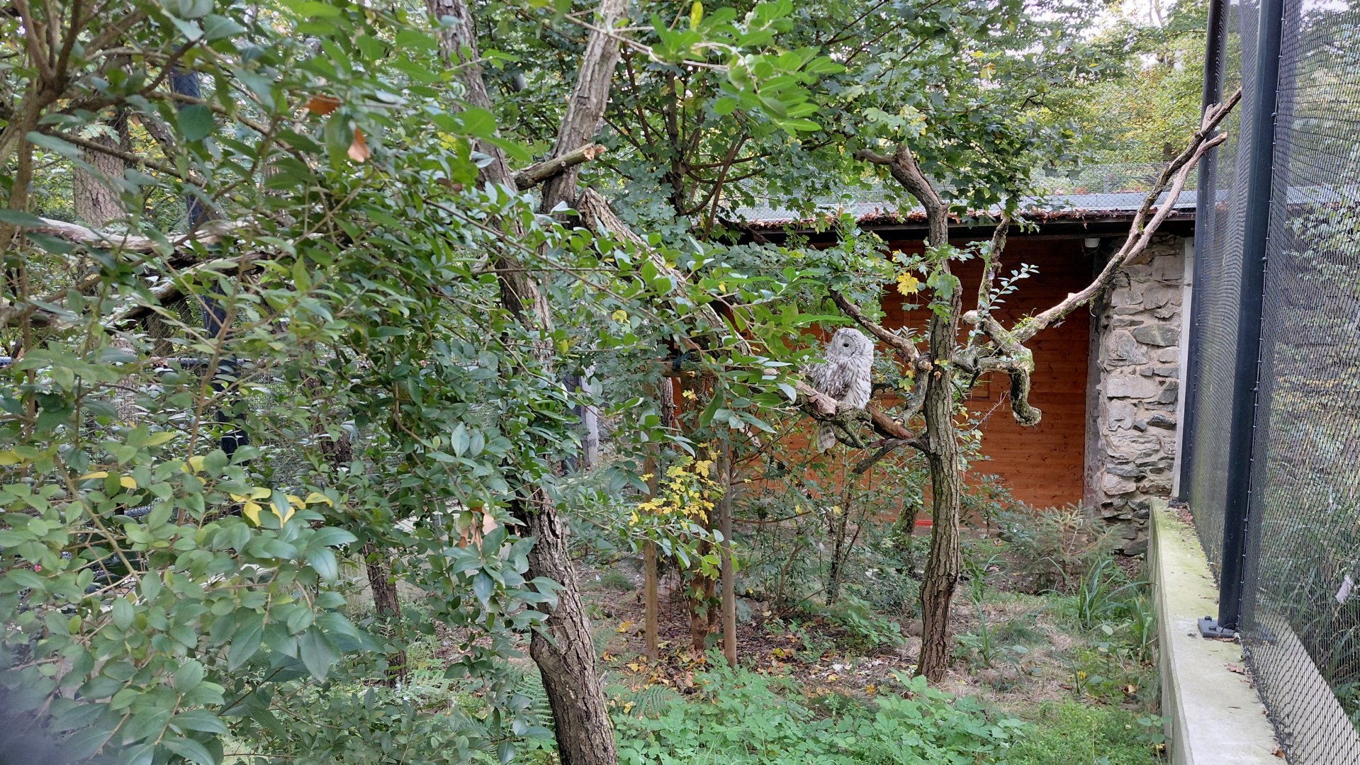 Ural owl aviary