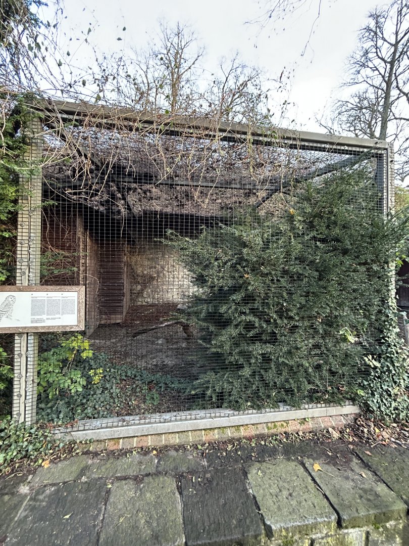 Ural owl aviary