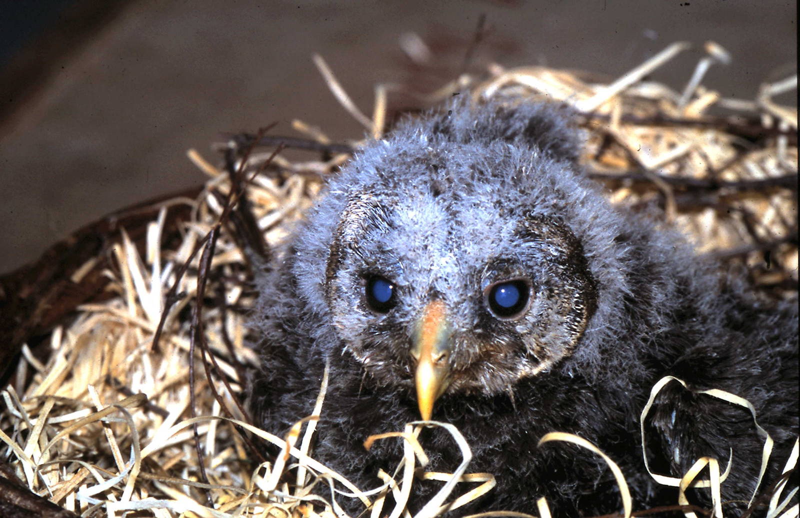 Ural owl baby