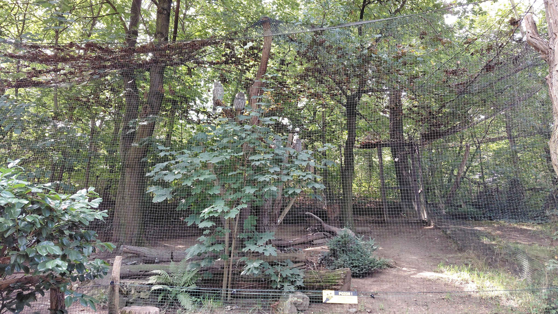 Ural owl exhibit