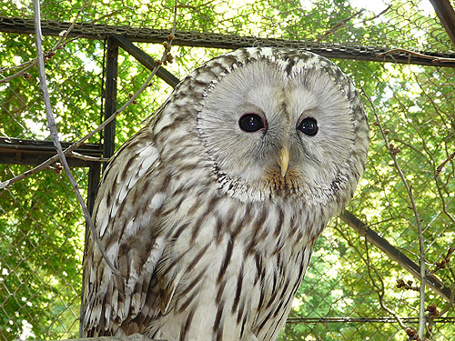 Ural Owl in Kishinev Zoo
