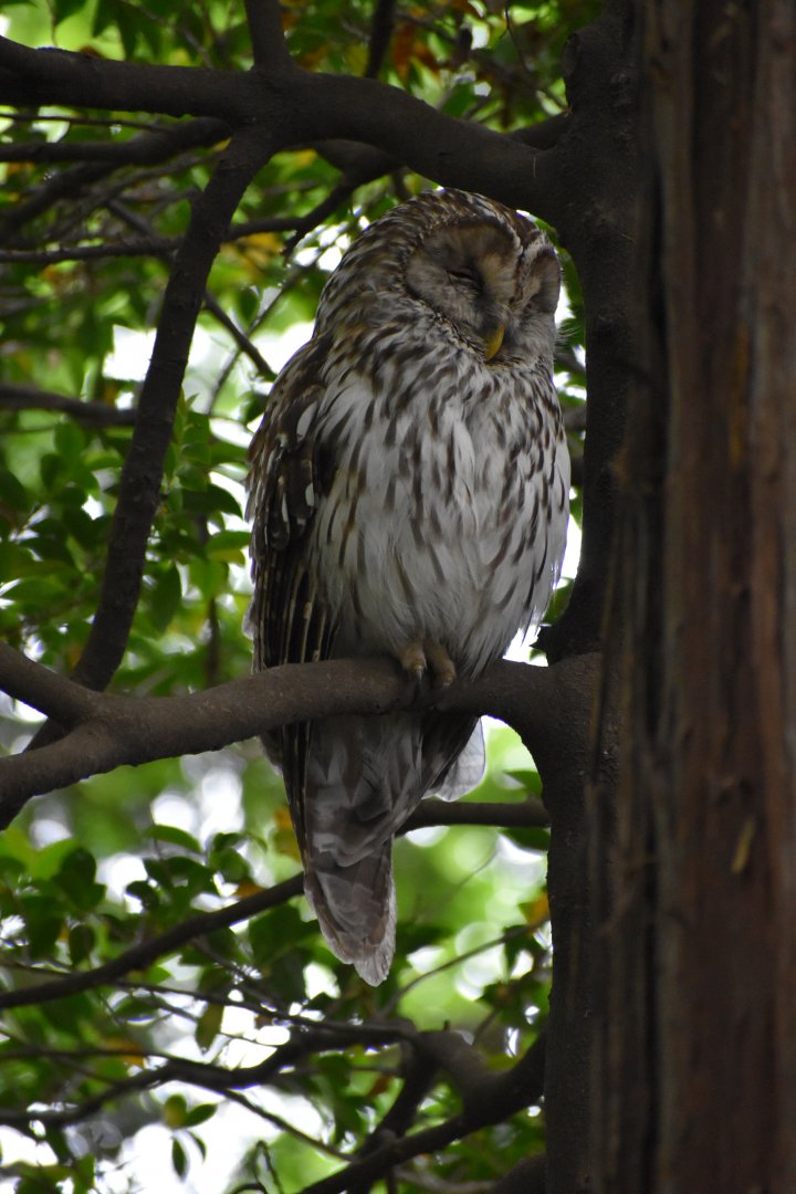 Ural Owl ~ Inokashira Park