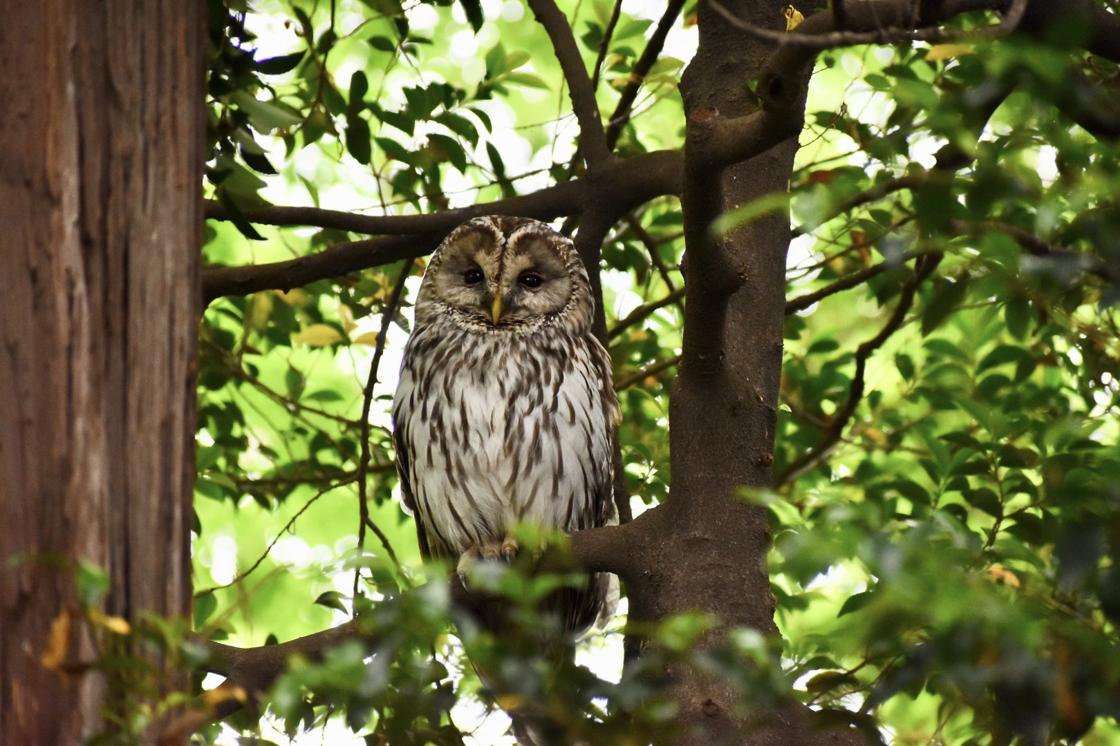 Ural Owl ~ Inokashira Park
