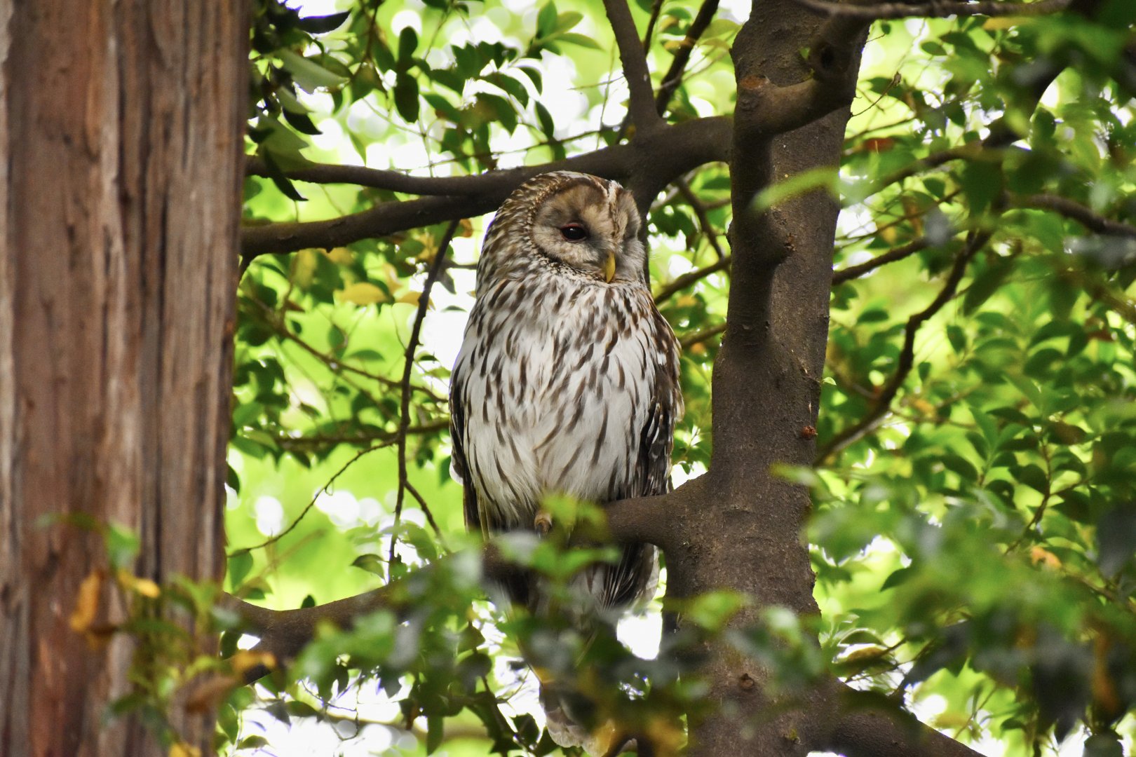 Ural Owl ~ Inokashira park