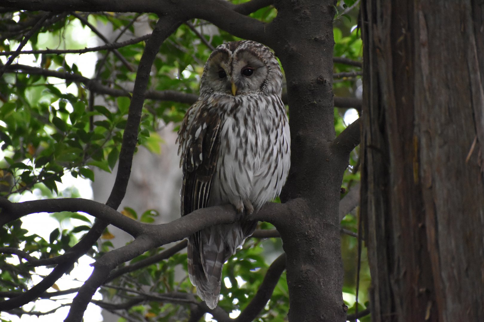 Ural Owl ~ Inokashira park