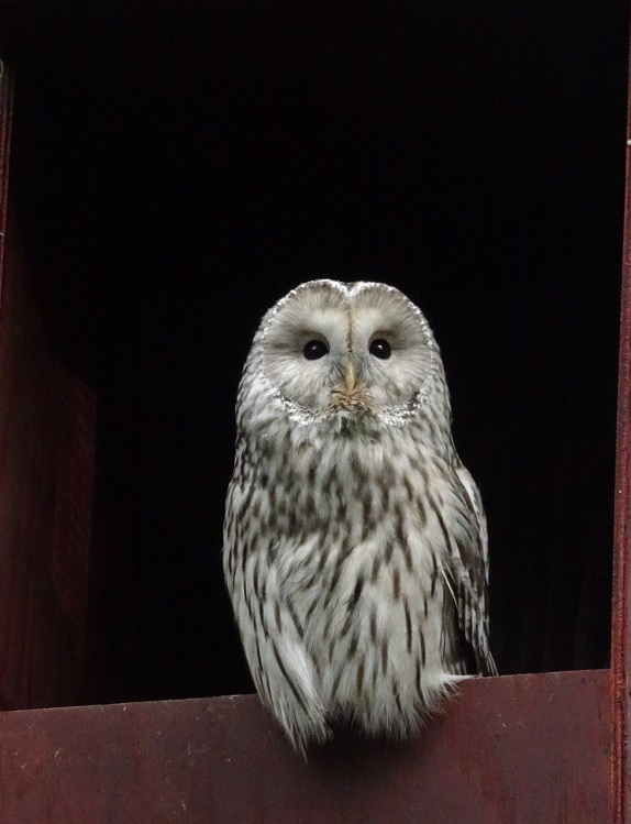 Ural owl, November 2017