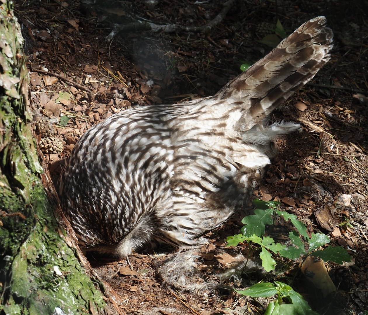 Ural owl sitting on egg (Strix uralensis), 2024-05-21