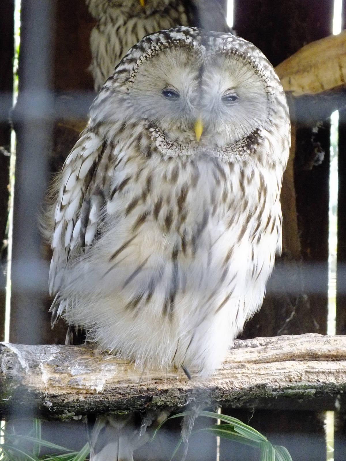 Ural Owl- Small Breeds Farm Park and Owl Centre