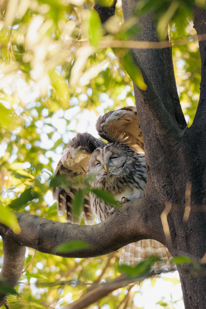 Ural Owl stretching its wings