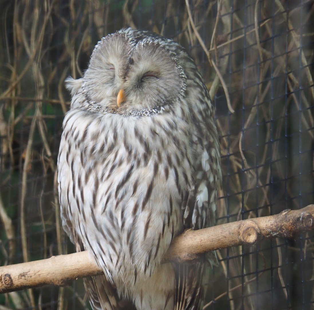 Ural owl (Strix uralensis), 2019-10-05