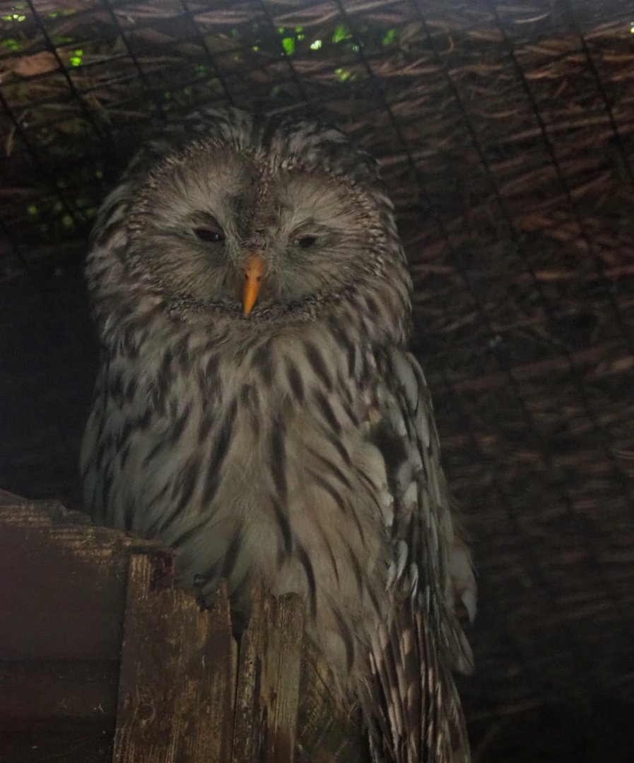Ural owl (Strix uralensis), 2020-09-02