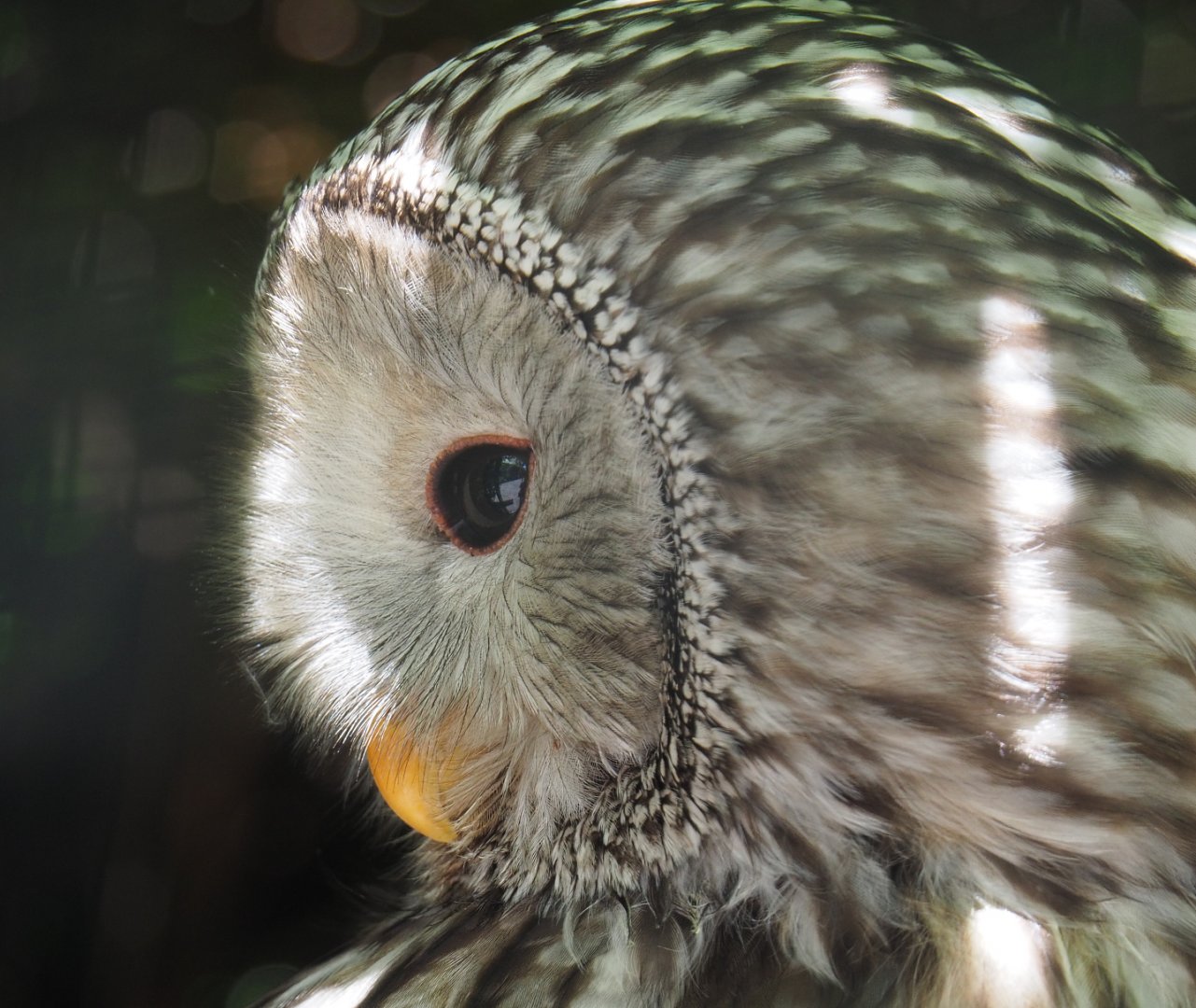 Ural owl (Strix uralensis), 2022-06-28
