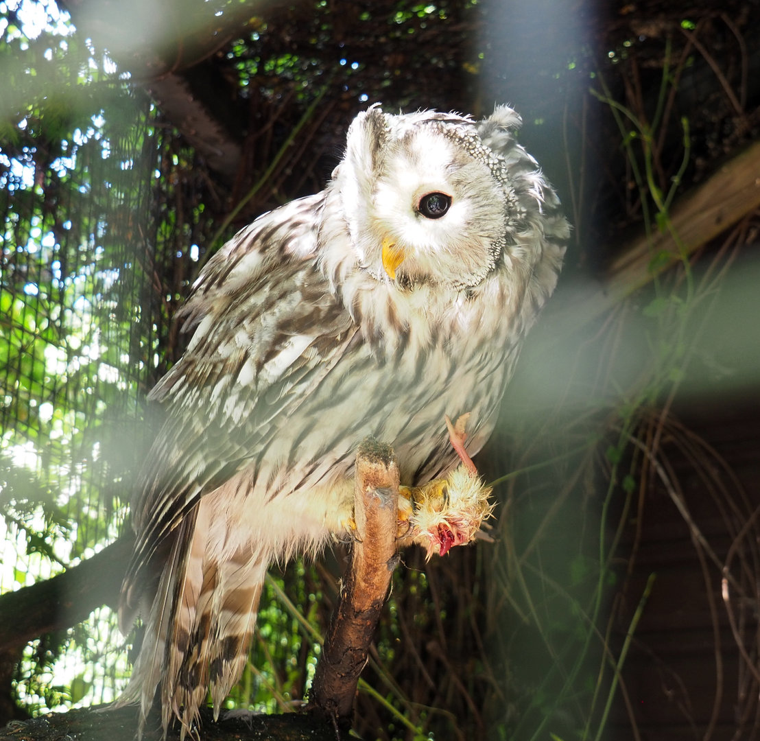 Ural owl (Strix uralensis), 2022-09-15