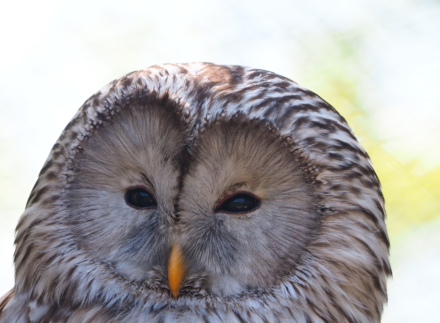 Ural owl (Strix uralensis), 2023-05-19