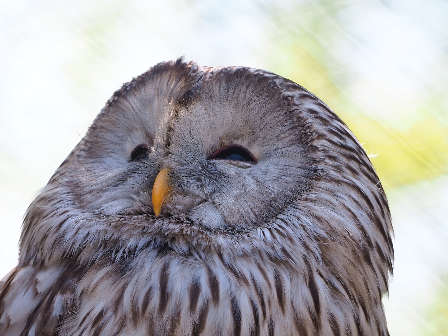 Ural owl (Strix uralensis), 2023-05-19