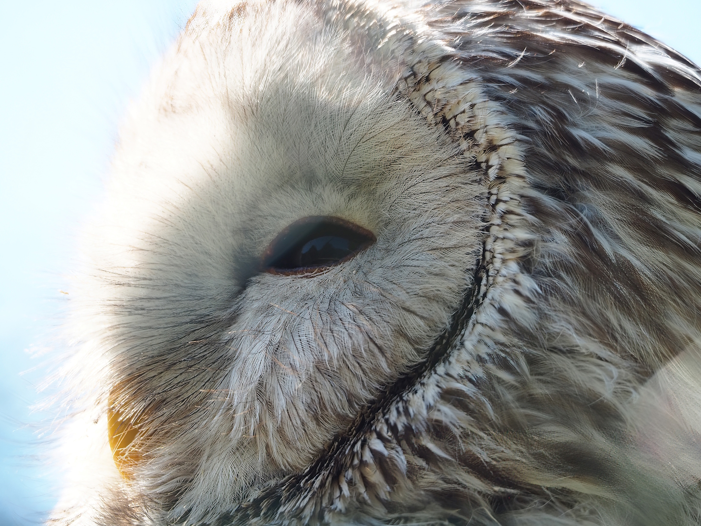 Ural owl (Strix uralensis), 2023-05-19