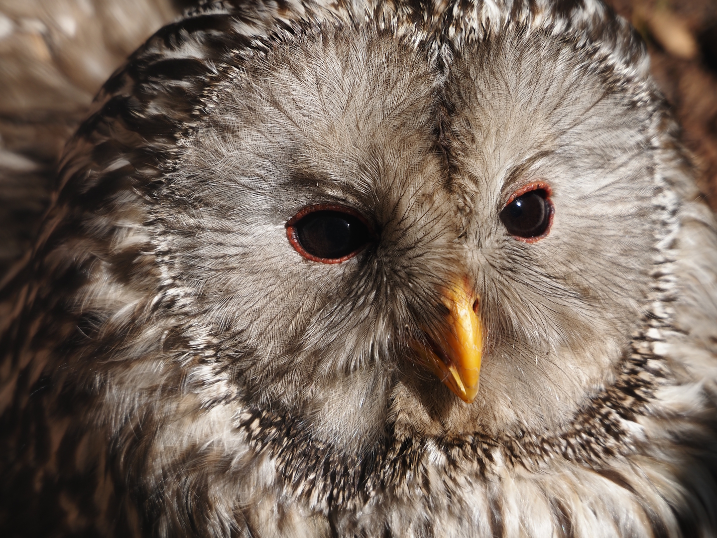 Ural owl (Strix uralensis), 2024-05-23