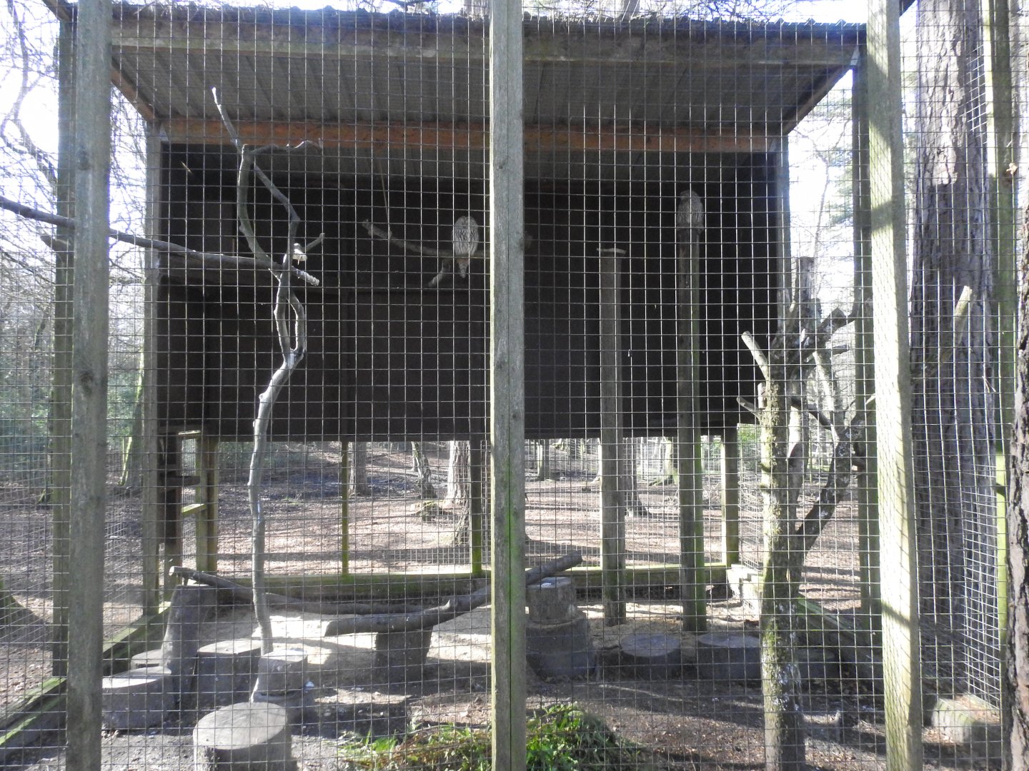 Ural Owl (Strix uralensis) Enclosure
