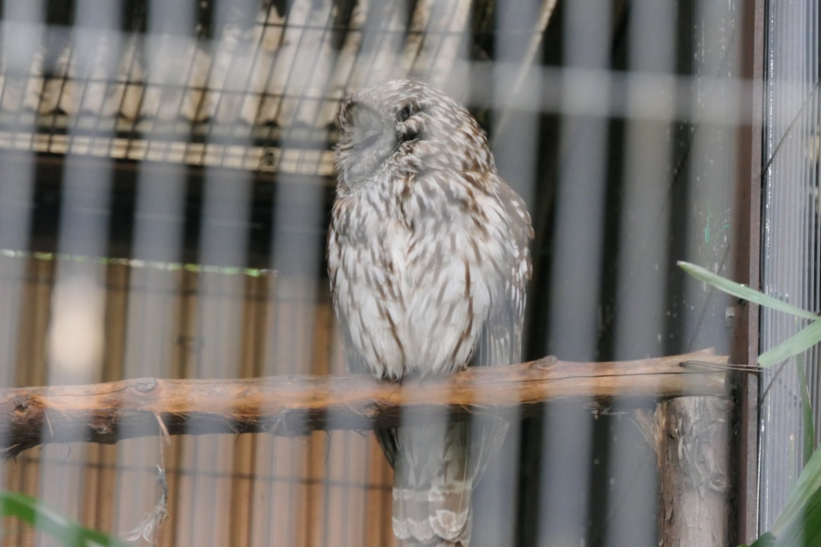 Ural Owl (Strix uralensis hondoensis)