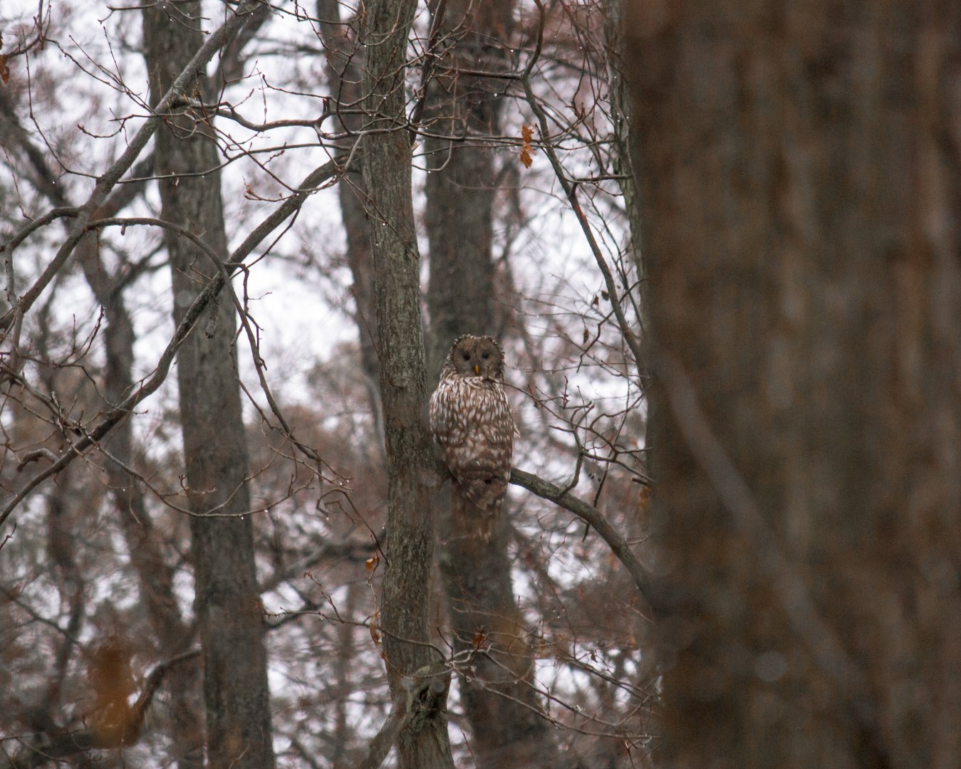 Ural owl, Strix uralensis macroura