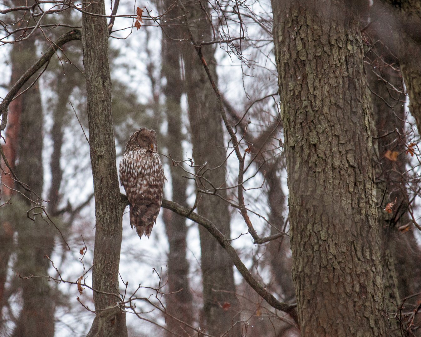 Ural owl, Strix uralensis macroura