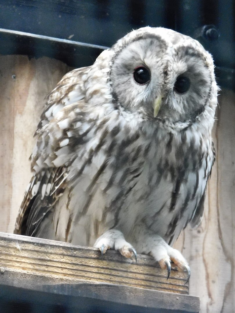 Ural Owl (Strix uralensis) October 4, 2025
