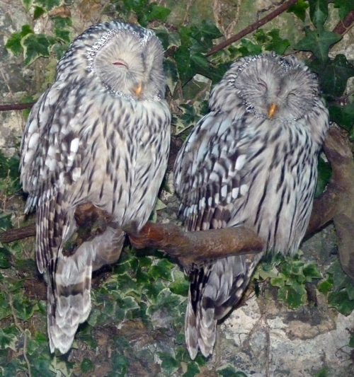 Ural owl (Strix uralensis) pair
