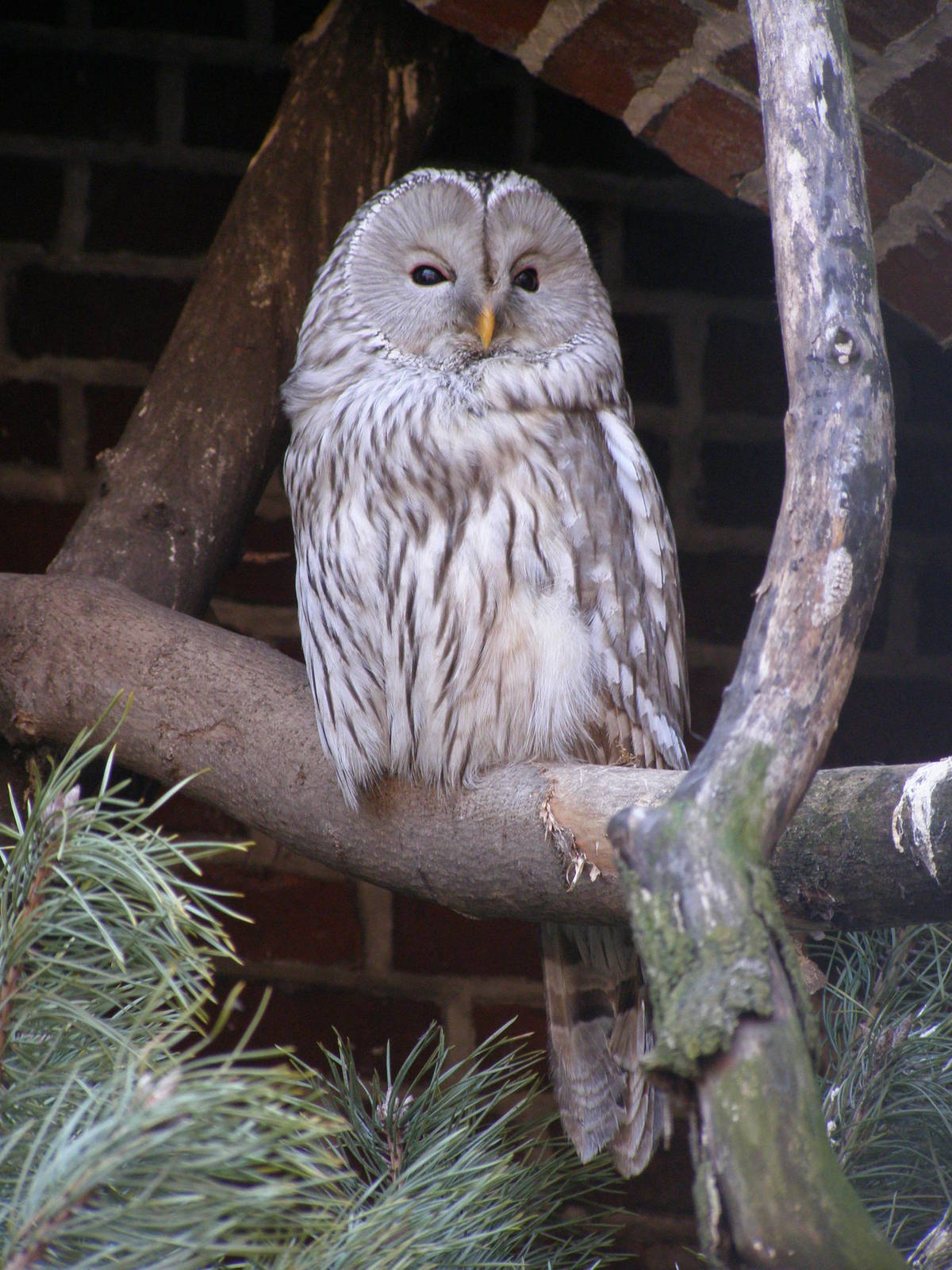 Ural owl (Strix uralensis)