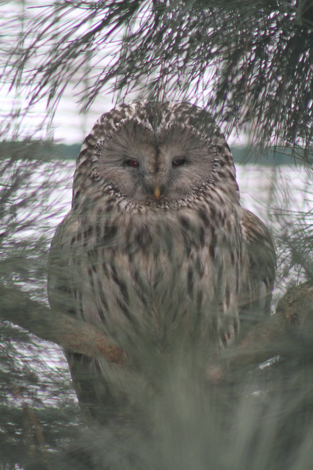 Ural Owl (Strix uralensis)