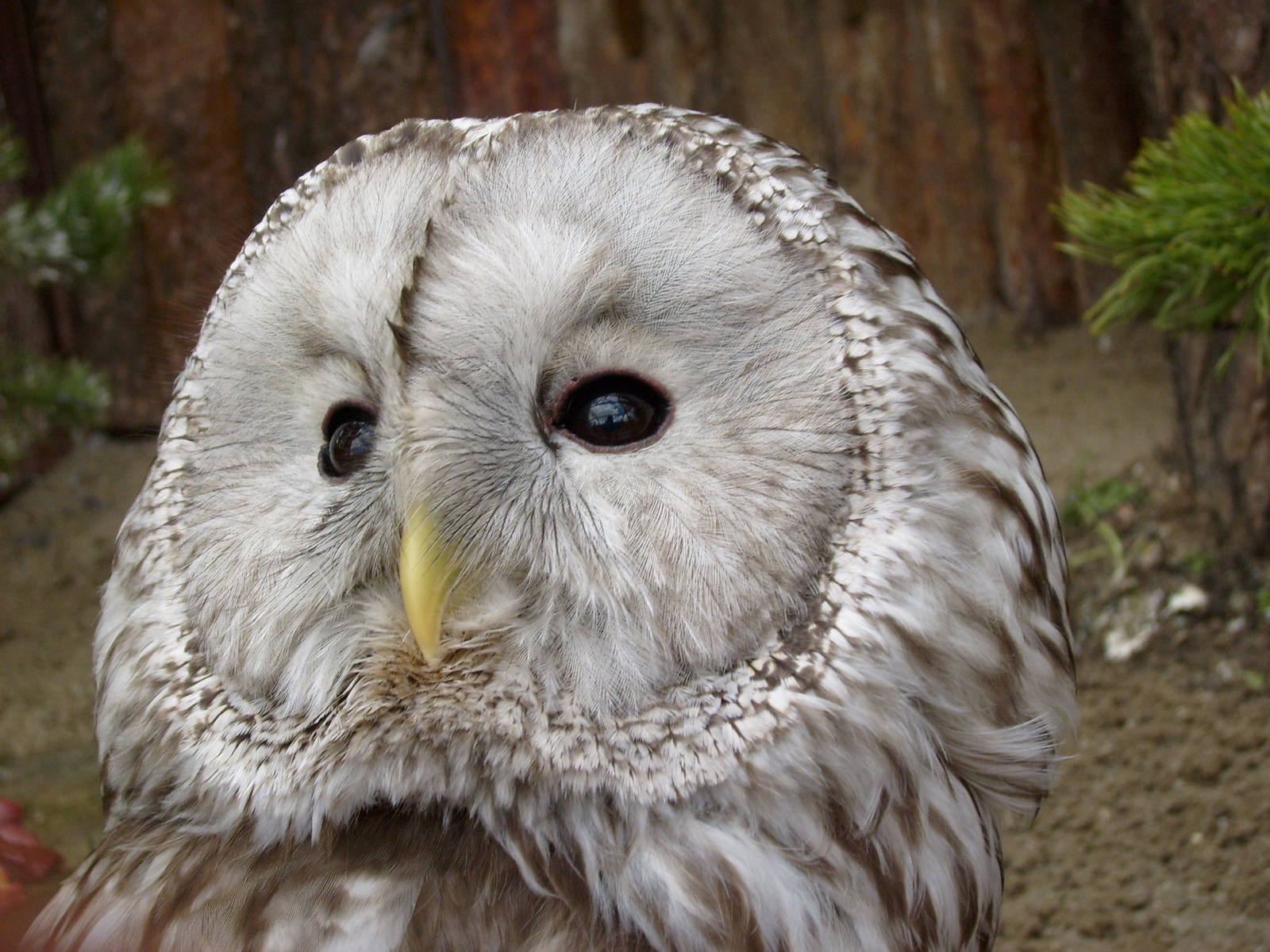 Ural Owl/Strix uralensis