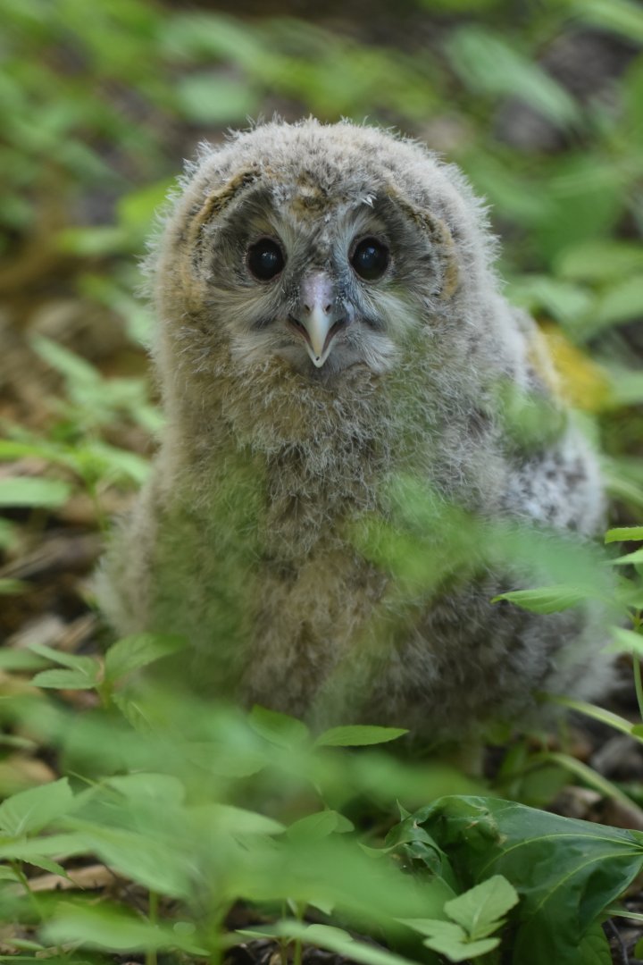 Ural owl (Strix uralensis)