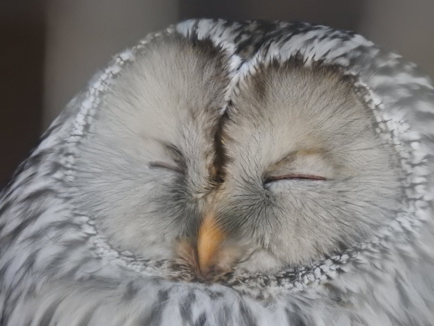 Ural Owl (Strix uralensis)