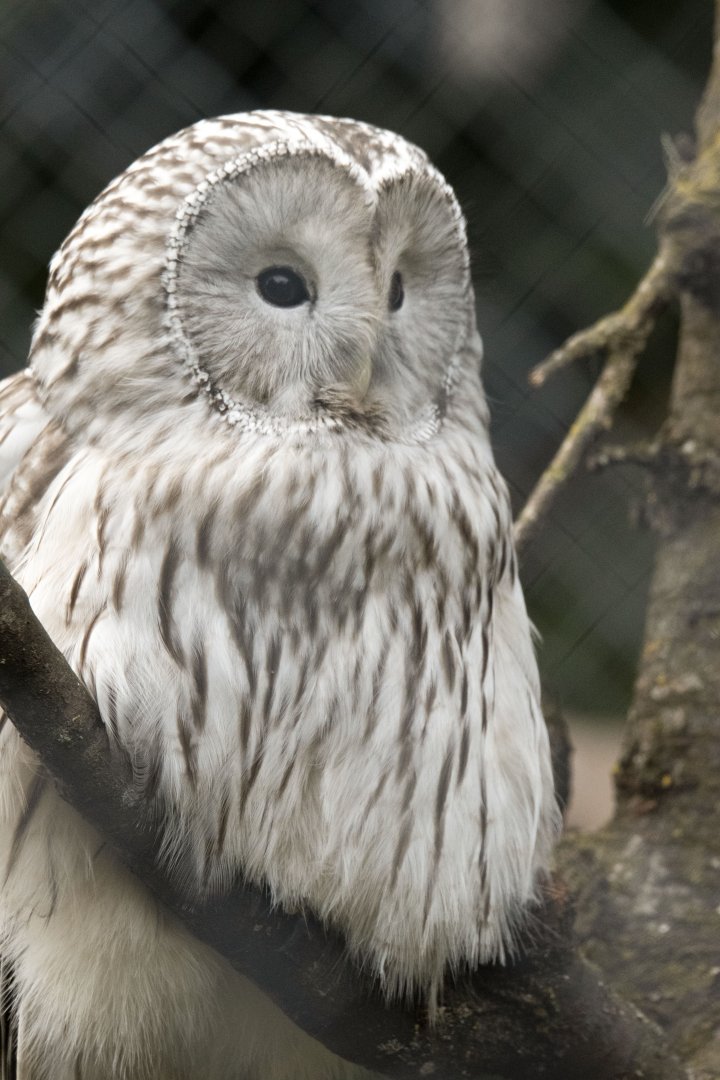 Ural owl (Strix uralensis)