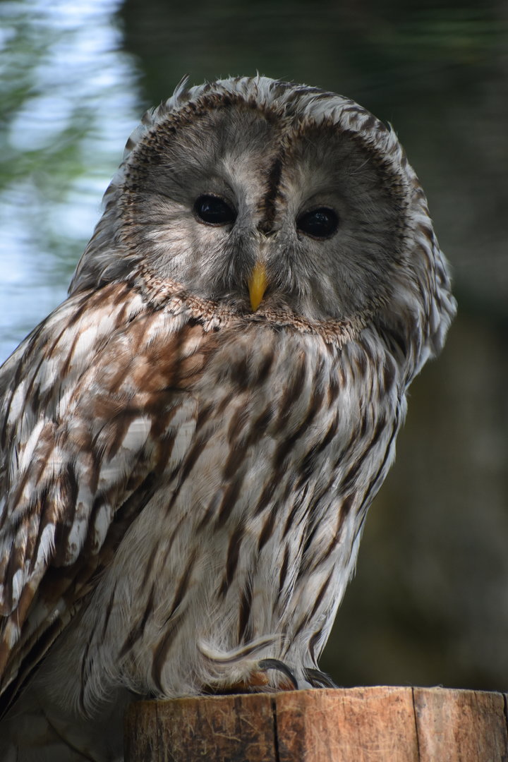 Ural Owl - Strix uralensis