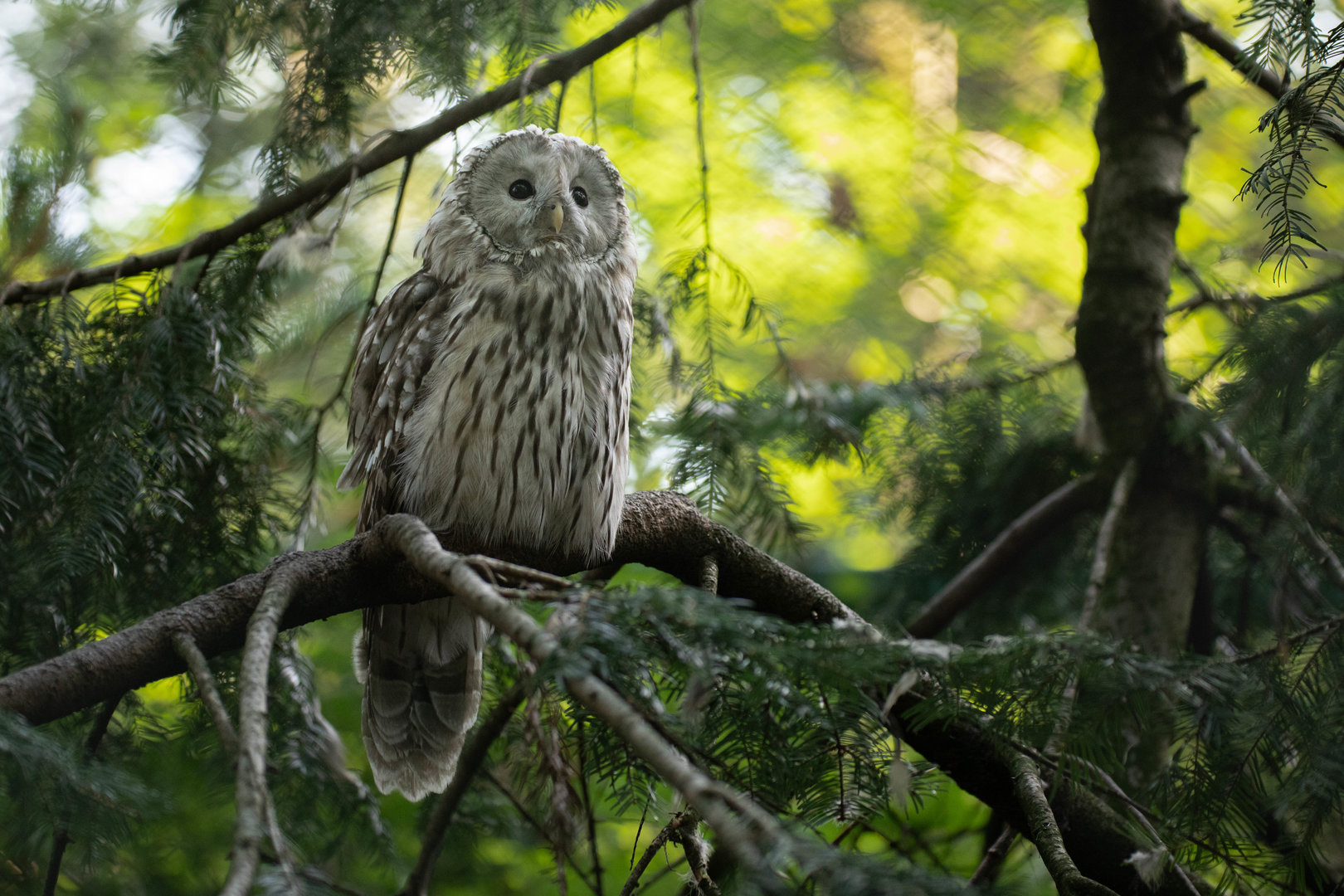 Ural owl (Strix uralensis)