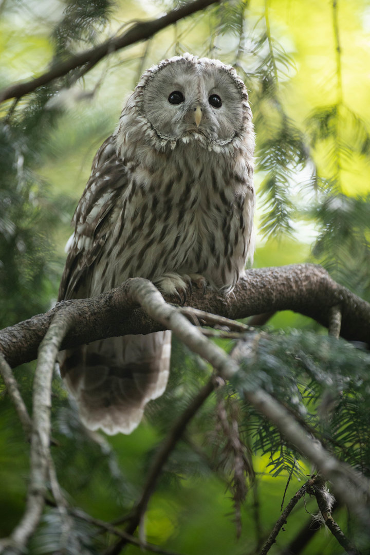 Ural owl (Strix uralensis)