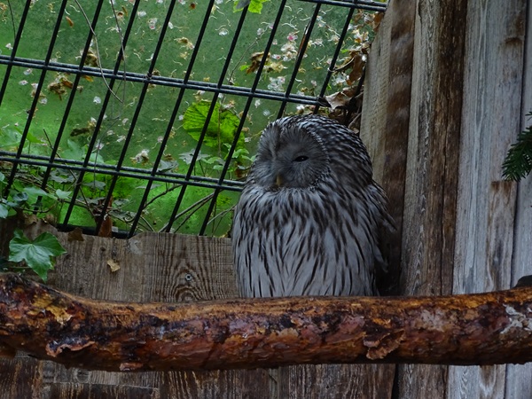 Ural owl (Strix uralensis