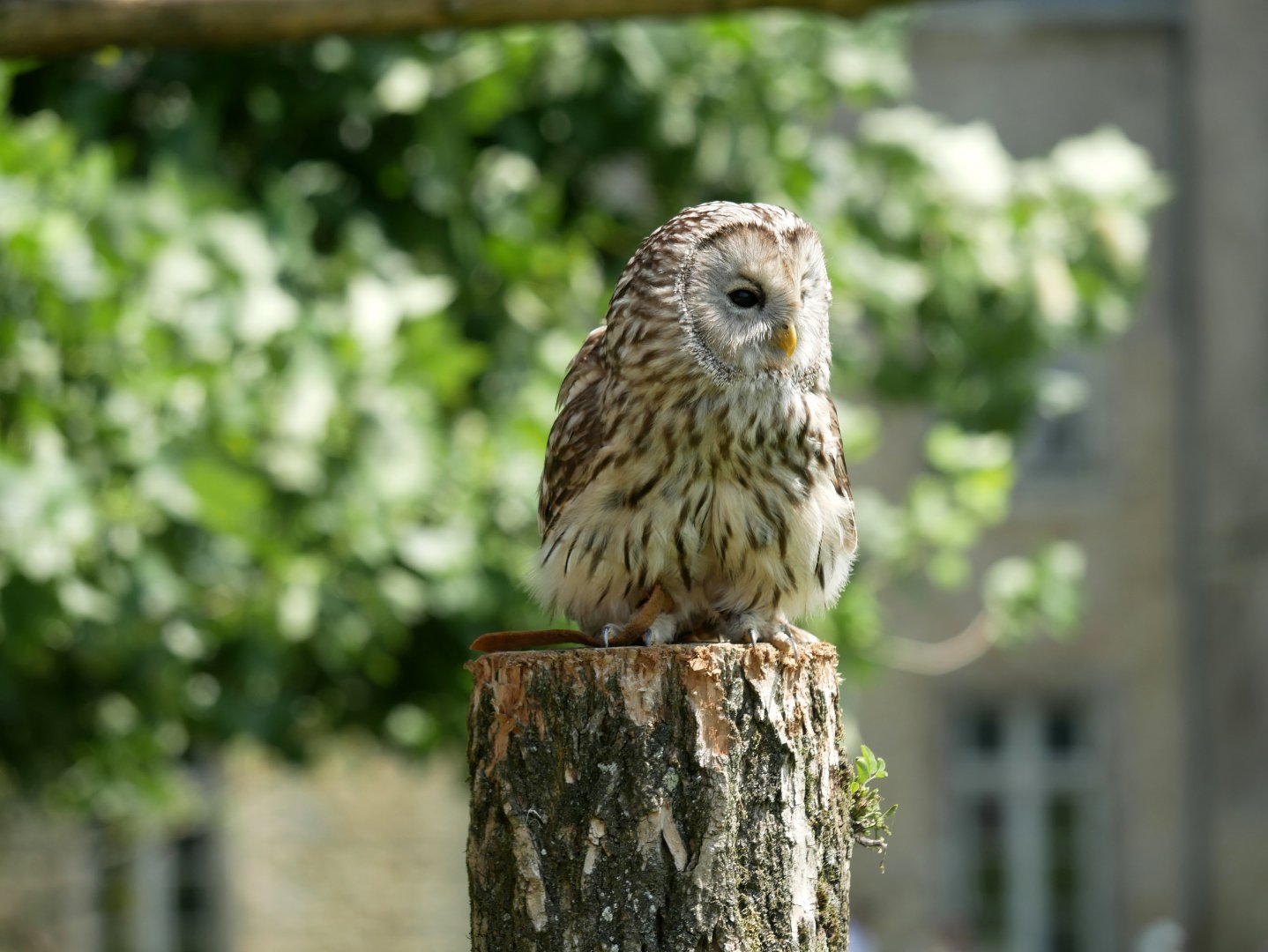 Ural owl (Strix uralensis)