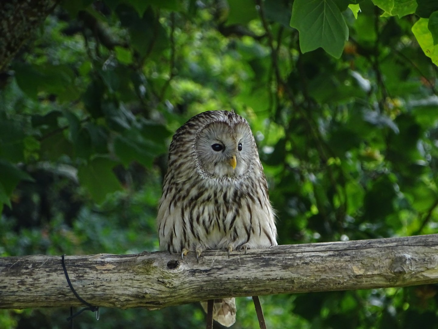 Ural owl (Strix uralensis)